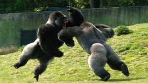 Two male gorillas fight